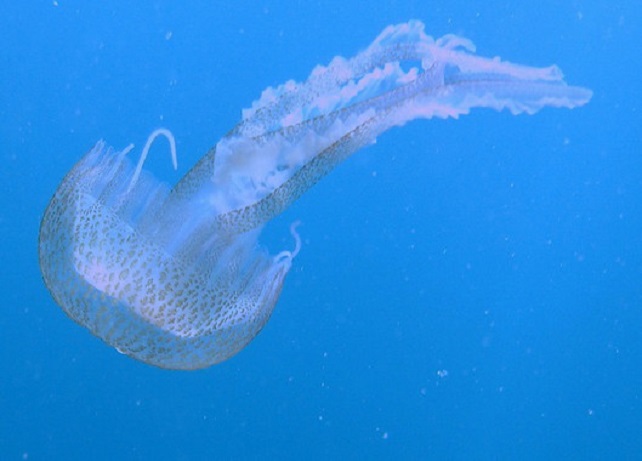 Uno de los 200 tipos de medusas que hay en España, la Pelagia noctiluca.|Linda Castañeda.