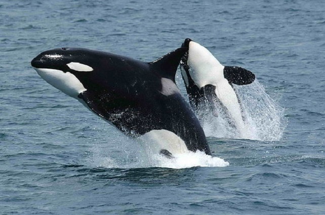 En la imagen, dos orcas (Orcinus orca) / Robert Pittman - NOAA 