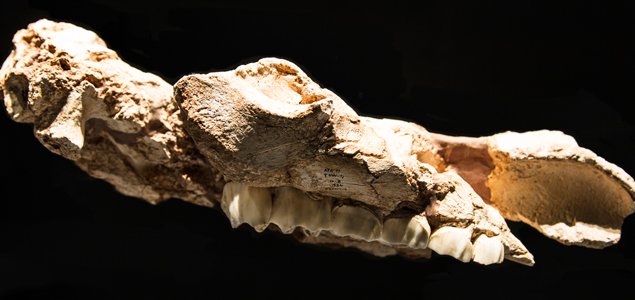 Foto: Museo de la Evolución Humana