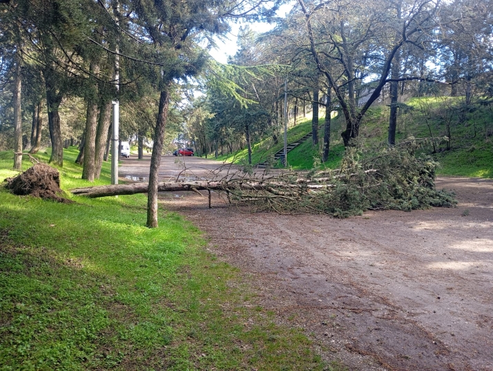 Los fuertes vientos provocan la ca&iacute;da de &aacute;rboles en varios puntos de Burgos capital | Imagen 1