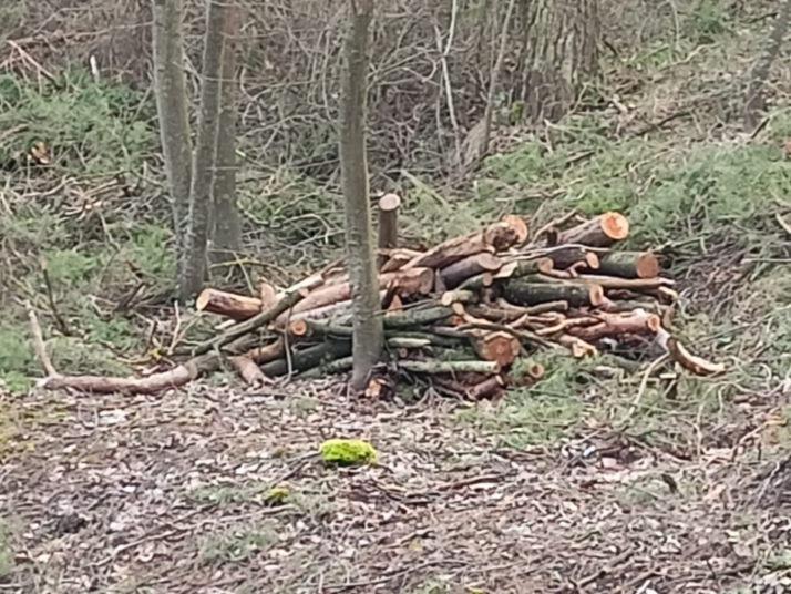 Falta de retirada de &aacute;rboles talados en Fuentes Blancas frente a la limpieza en el Castillo | Imagen 3