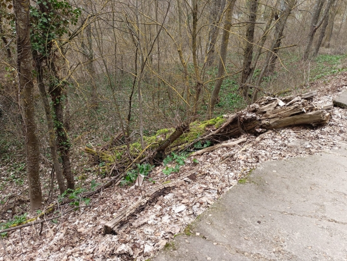Falta de retirada de &aacute;rboles talados en Fuentes Blancas frente a la limpieza en el Castillo | Imagen 10