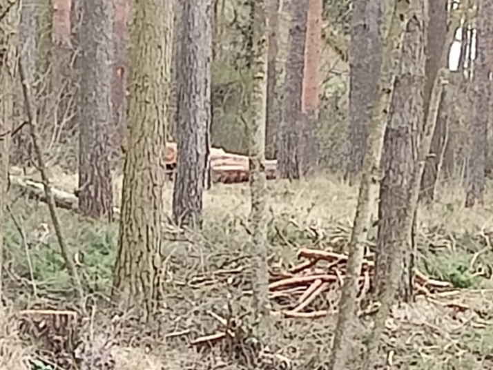 Falta de retirada de &aacute;rboles talados en Fuentes Blancas frente a la limpieza en el Castillo | Imagen 11