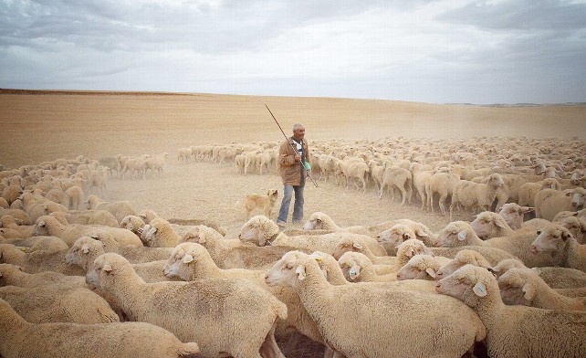 'La estela de los &uacute;ltimos trashumantes', la cr&oacute;nica de un viaje que hermana a Burgos y Soria | Imagen 1