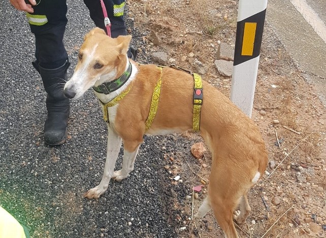 bomberos de burgos